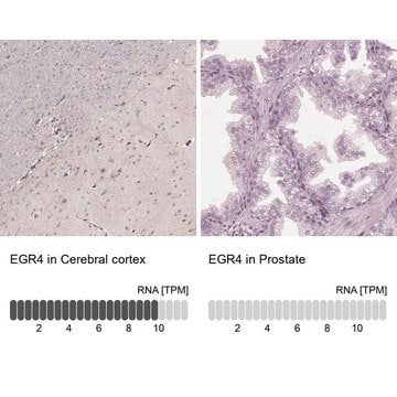 Anti-EGR4 antibody produced in rabbit Prestige Antibodies&#174; Powered by Atlas Antibodies, affinity isolated antibody, buffered aqueous glycerol solution