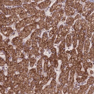 Anti-RPS18 antibody produced in rabbit Prestige Antibodies&#174; Powered by Atlas Antibodies, affinity isolated antibody, buffered aqueous glycerol solution