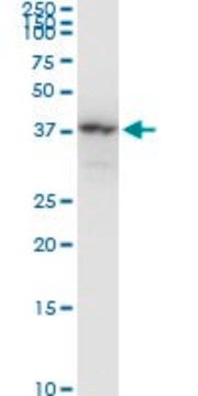 Monoclonal Anti-NAGK antibody produced in mouse clone 1H8, purified immunoglobulin, buffered aqueous solution