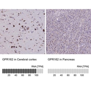 Anti-GPR162 antibody produced in rabbit Prestige Antibodies&#174; Powered by Atlas Antibodies, affinity isolated antibody, buffered aqueous glycerol solution