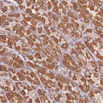 Anti-OR2M4 antibody produced in rabbit Prestige Antibodies&#174; Powered by Atlas Antibodies, affinity isolated antibody, buffered aqueous glycerol solution