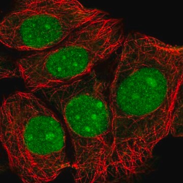 Anti-TMA16 antibody produced in rabbit Prestige Antibodies&#174; Powered by Atlas Antibodies, affinity isolated antibody