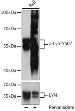 Anti-Phospho-Lyn-Y507 antibody produced in rabbit