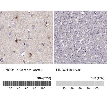 Anti-LINGO1 antibody produced in rabbit Prestige Antibodies&#174; Powered by Atlas Antibodies, affinity isolated antibody