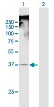 Anti-TRAM1 antibody produced in mouse purified immunoglobulin, buffered aqueous solution