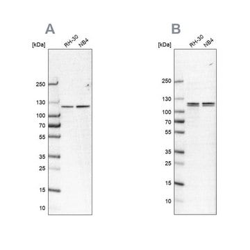 Anti-CAPRIN1 antibody produced in rabbit Prestige Antibodies&#174; Powered by Atlas Antibodies, affinity isolated antibody, buffered aqueous glycerol solution