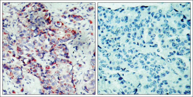 Anti-phospho-MAP2K4 (pSer80) antibody produced in rabbit affinity isolated antibody