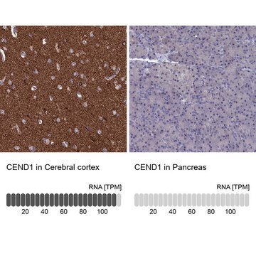 Anti-CEND1 antibody produced in rabbit Prestige Antibodies&#174; Powered by Atlas Antibodies, affinity isolated antibody, buffered aqueous glycerol solution