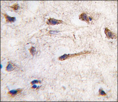 Anti-ERAS (N-term) antibody produced in rabbit Ig fraction of antiserum, buffered aqueous solution