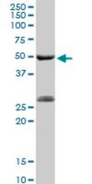 Anti-PGA5 antibody produced in rabbit purified immunoglobulin, buffered aqueous solution