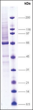 Estrogen Receptor human recombinant, expressed in insect cells, &#8805;80% (SDS-PAGE)