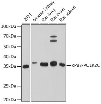 Anti-RPB3/POLR2C Antibody, clone 3T8K8, Rabbit Monoclonal