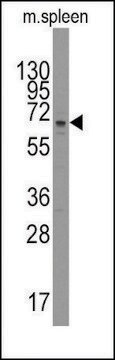 Anti-PARP3 (C-term) antibody produced in rabbit saturated ammonium sulfate (SAS) precipitated, buffered aqueous solution