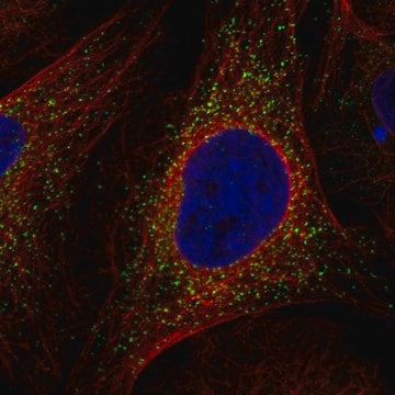 Anti-Sec14L4 Antibody Produced In Rabbit Prestige Antibodies&#174; Powered by Atlas Antibodies, affinity isolated antibody, buffered aqueous glycerol solution