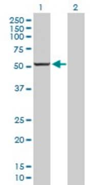 Anti-CYP1A2 antibody produced in rabbit purified immunoglobulin, buffered aqueous solution