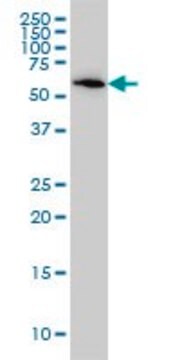 Monoclonal Anti-B4GALNT1 antibody produced in mouse clone 5F9, purified immunoglobulin, buffered aqueous solution