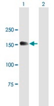 Anti-MTMR4 antibody produced in mouse purified immunoglobulin, buffered aqueous solution