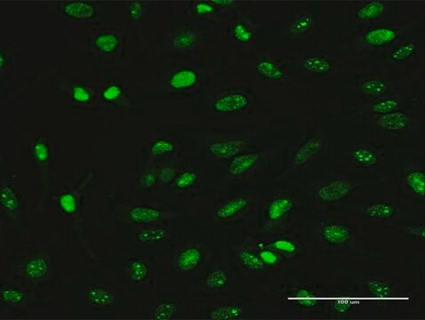 Monoclonal Anti-MAGEA2 antibody produced in mouse clone 1B1, purified immunoglobulin, buffered aqueous solution