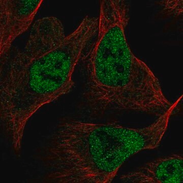 Anti-RFC1 antibody produced in rabbit Prestige Antibodies&#174; Powered by Atlas Antibodies, affinity isolated antibody