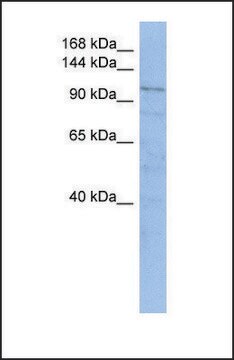 Anti-TRAK1 antibody produced in rabbit affinity isolated antibody