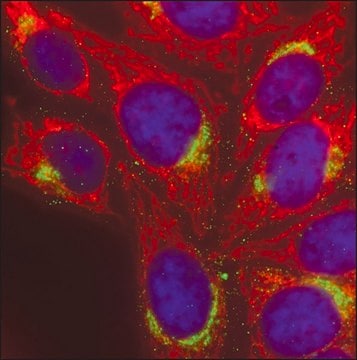 Anti-Chicken IgY (H+L), highly cross-adsorbed, CF&#8482; 568 antibody produced in goat ~2&#160;mg/mL, affinity isolated antibody