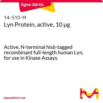 Lyn Protein, active, 10 &#181;g Active, N-terminal his6-tagged recombinant full-length human Lyn, for use in Kinase Assays.