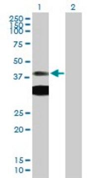 Anti-PRKAR1A antibody produced in mouse purified immunoglobulin, buffered aqueous solution