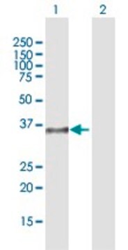 Anti-DPPA4 antibody produced in rabbit purified immunoglobulin, buffered aqueous solution