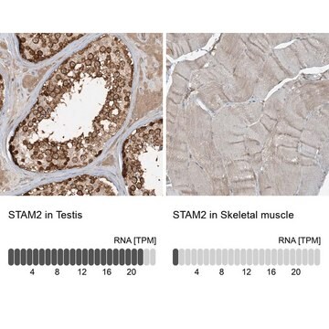 Anti-STAM2 antibody produced in rabbit Prestige Antibodies&#174; Powered by Atlas Antibodies, affinity isolated antibody, buffered aqueous glycerol solution