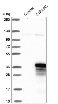 Anti-C12orf45 antibody produced in rabbit Prestige Antibodies&#174; Powered by Atlas Antibodies, affinity isolated antibody, buffered aqueous glycerol solution