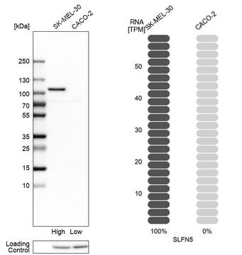 抗-SLFN5 兔抗 Prestige Antibodies&#174; Powered by Atlas Antibodies, affinity isolated antibody, buffered aqueous glycerol solution