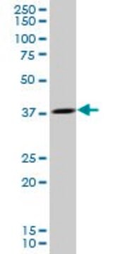 Anti-OCIAD1 antibody produced in mouse purified immunoglobulin, buffered aqueous solution