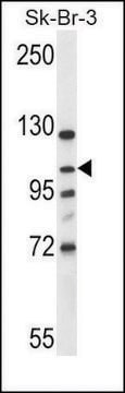 Anti-INTS4 (N-term) antibody produced in rabbit IgG fraction of antiserum, buffered aqueous solution