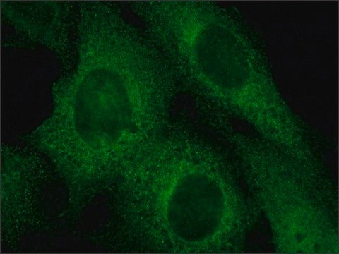 Anti-Rab4 antibody produced in rabbit ~1.0&#160;mg/mL, affinity isolated antibody, buffered aqueous solution