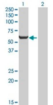 Anti-GPI antibody produced in mouse IgG fraction of antiserum, buffered aqueous solution