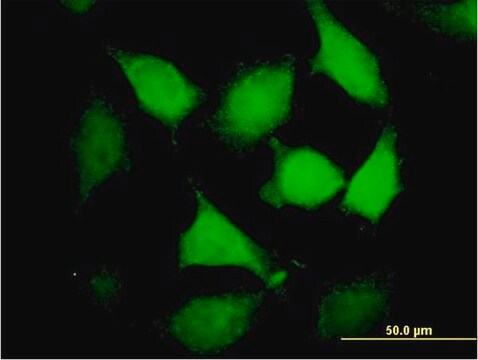 Anti-DNMBP antibody produced in mouse purified immunoglobulin, buffered aqueous solution