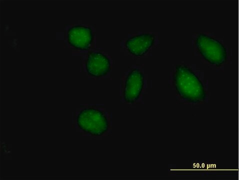 Anti-FAM47B antibody produced in mouse IgG fraction of antiserum, buffered aqueous solution