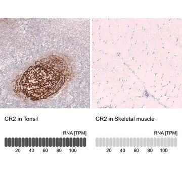 Monoclonal Anti-Cr2 Antibody Produced In Mouse Prestige Antibodies&#174; Powered by Atlas Antibodies, clone CL14556, affinity isolated antibody, buffered aqueous glycerol solution