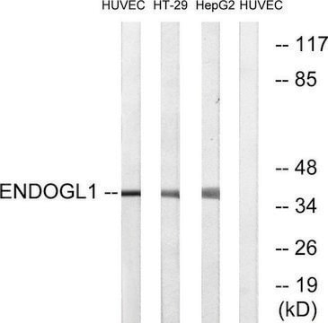 Anti-ENDOGL1 antibody produced in rabbit affinity isolated antibody