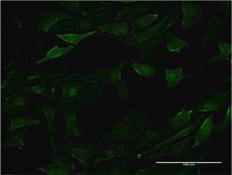 Monoclonal Anti-PML antibody produced in mouse clone 2B10, purified immunoglobulin, buffered aqueous solution