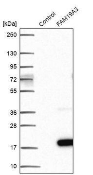 Anti-FAM19A3 antibody produced in rabbit Prestige Antibodies&#174; Powered by Atlas Antibodies, affinity isolated antibody, buffered aqueous glycerol solution