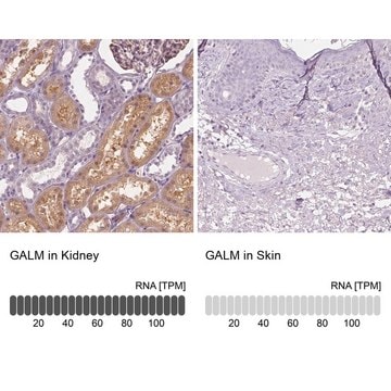 Anti-GALM antibody produced in rabbit Prestige Antibodies&#174; Powered by Atlas Antibodies, affinity isolated antibody, buffered aqueous glycerol solution