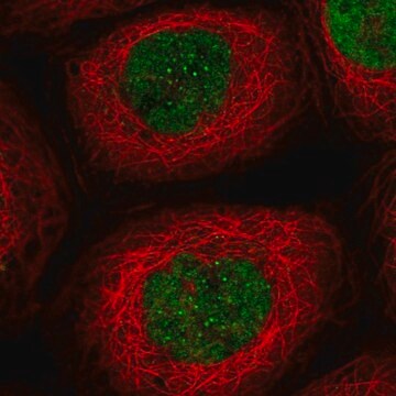 Anti-EXO1 antibody produced in rabbit Prestige Antibodies&#174; Powered by Atlas Antibodies, affinity isolated antibody