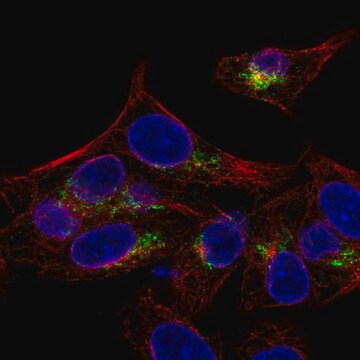 Anti-ARSE antibody produced in rabbit Prestige Antibodies&#174; Powered by Atlas Antibodies, affinity isolated antibody