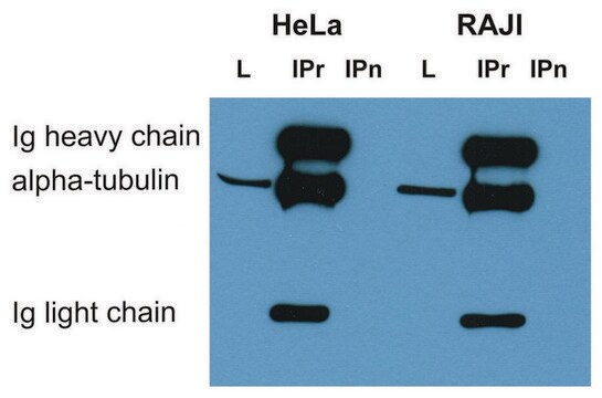 Monoclonal Anti-alphaTubulin antibody produced in mouse clone TU-16