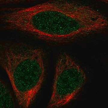 Anti-HOXA7 antibody produced in rabbit Prestige Antibodies&#174; Powered by Atlas Antibodies, affinity isolated antibody