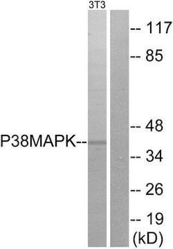 Anti-p38 MAPK antibody produced in rabbit affinity isolated antibody