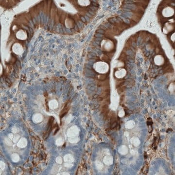 Monoclonal Anti-APOA4 antibody produced in mouse Prestige Antibodies&#174; Powered by Atlas Antibodies, clone CL0465, purified immunoglobulin, buffered aqueous glycerol solution