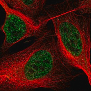 Anti-ASXL2 antibody produced in rabbit Prestige Antibodies&#174; Powered by Atlas Antibodies, affinity isolated antibody