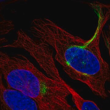 Anti-C19orf25 antibody produced in rabbit Prestige Antibodies&#174; Powered by Atlas Antibodies, affinity isolated antibody